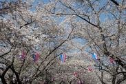 千葉県 あけぼの山公園の桜