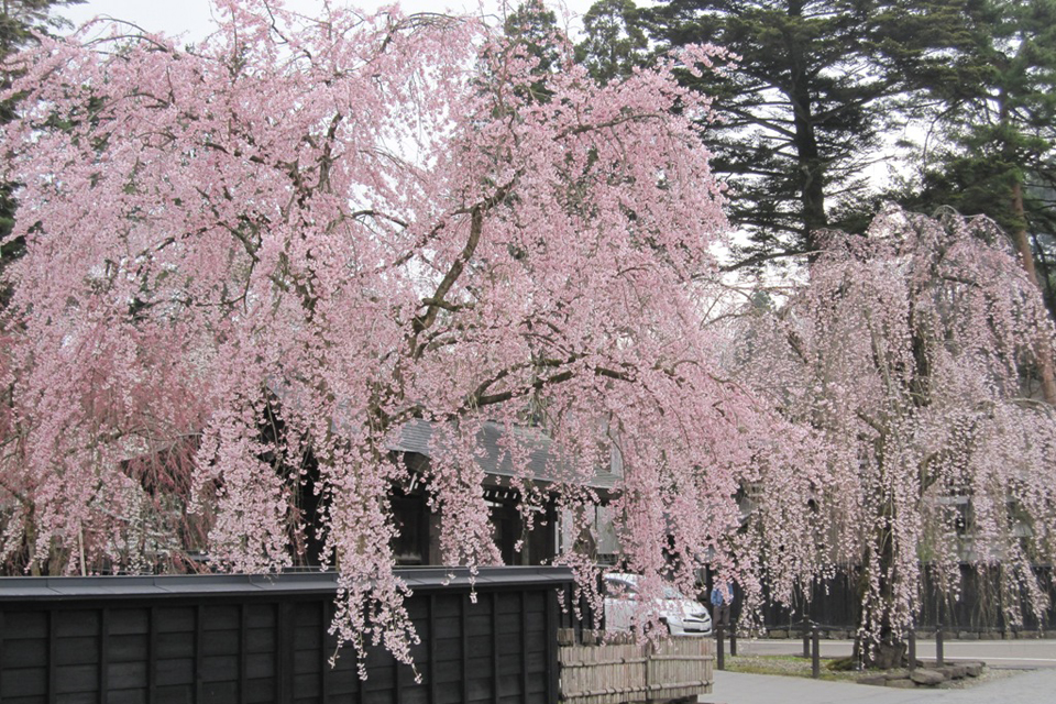 秋田県 角館のしだれ桜