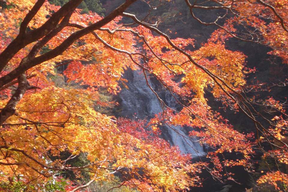 千葉県 粟又の滝と紅葉