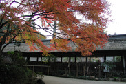 栃木県 大雄寺、紅葉回廊