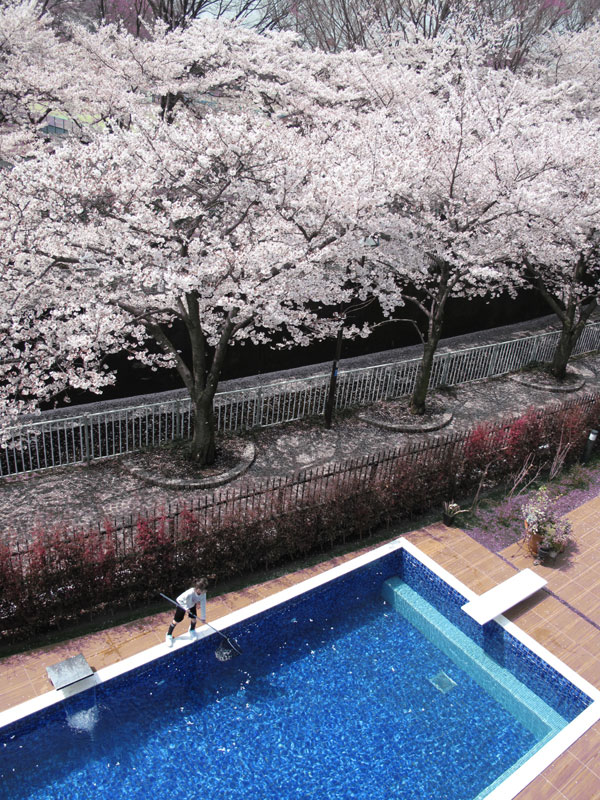 桜とプール
