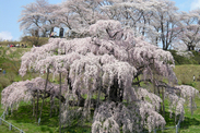福島県 三春滝桜