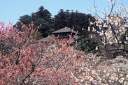 茨城県 偕楽園の桜