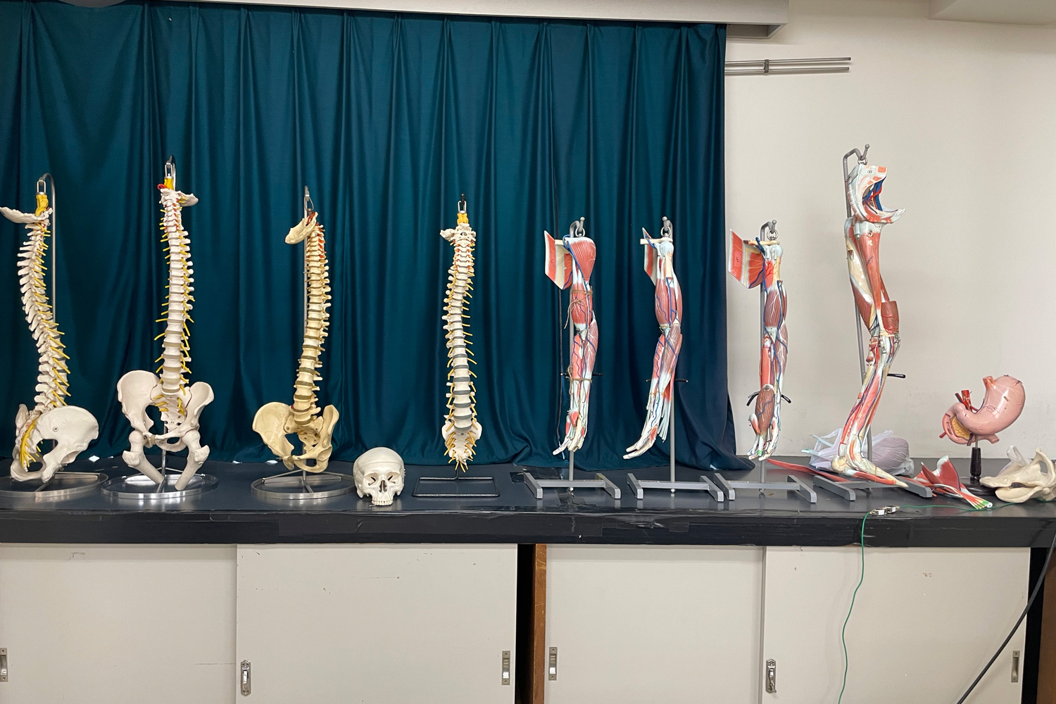 基礎医学実習室　骨格模型