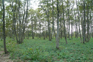 茨城県 水郷県民の森、雑木林