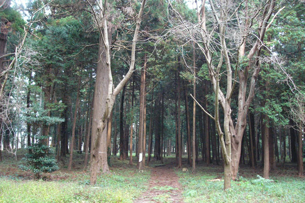 茨城県 稲荷山公園、林