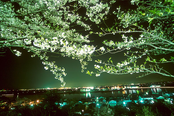 茨城県 権現山公園、夜桜