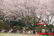 茨城県 権現山公園、桜