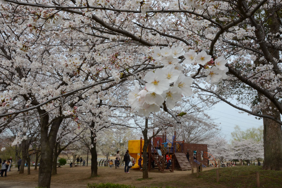 千葉県 柏ふるさと公園<br>桜とミニアスレチック