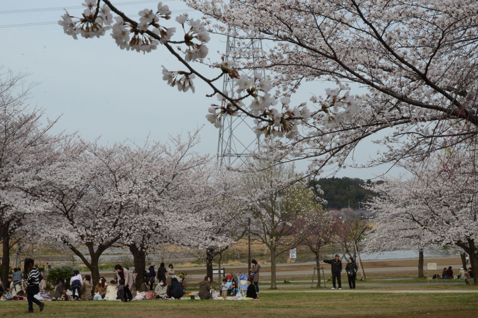 千葉県 柏ふるさと公園<br>ピクニック