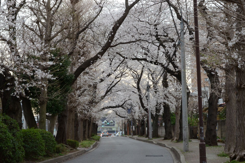 千葉県 柏ふるさと公園<br>桜並木