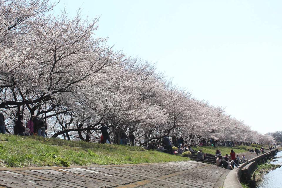 東京都 清瀬金山緑地<br>公園の桜