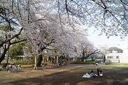 東京都 清瀬市中央公園の桜