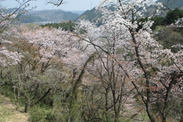 東京都 都立小峰公園の桜