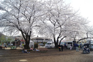 東京都 清瀬市神山公園の桜