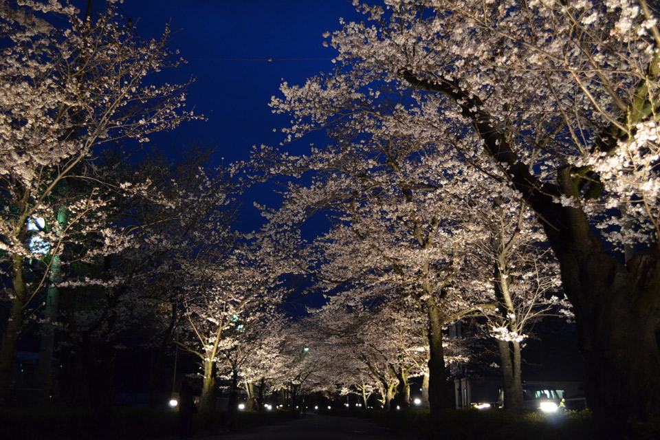 埼玉県 長瀞の桜、夜景