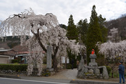 埼玉県 長瀞の桜、法善寺
