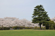埼玉県 水城公園芝生広場の桜