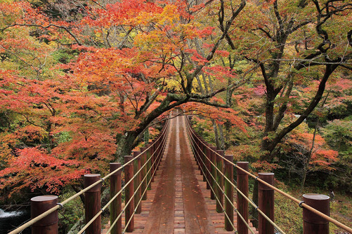 吊り橋と紅葉の絶景 茨城県高萩市の自然ロケ地 花貫渓谷