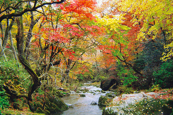 吊り橋と紅葉の絶景 茨城県高萩市の自然ロケ地 花貫渓谷
