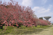茨城県 さくら宇宙公園の桜