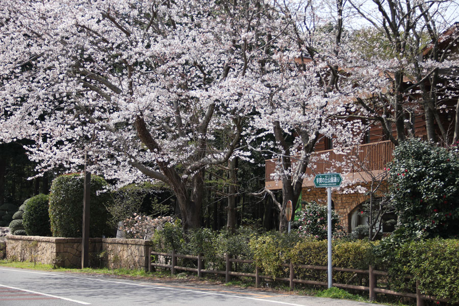 千葉県 手賀の丘公園、桜