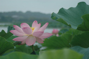 千葉県 手賀沼 ハスの群生地<br>ピンク色の花