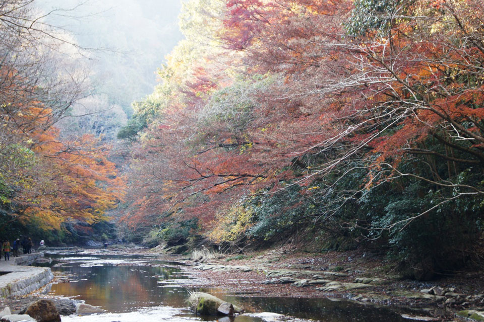 千葉県 養老渓谷と遊歩道<br>粟又の滝自然遊歩道、秋